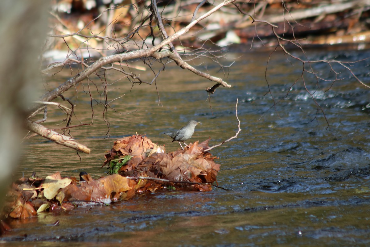 American Dipper - ML644955775