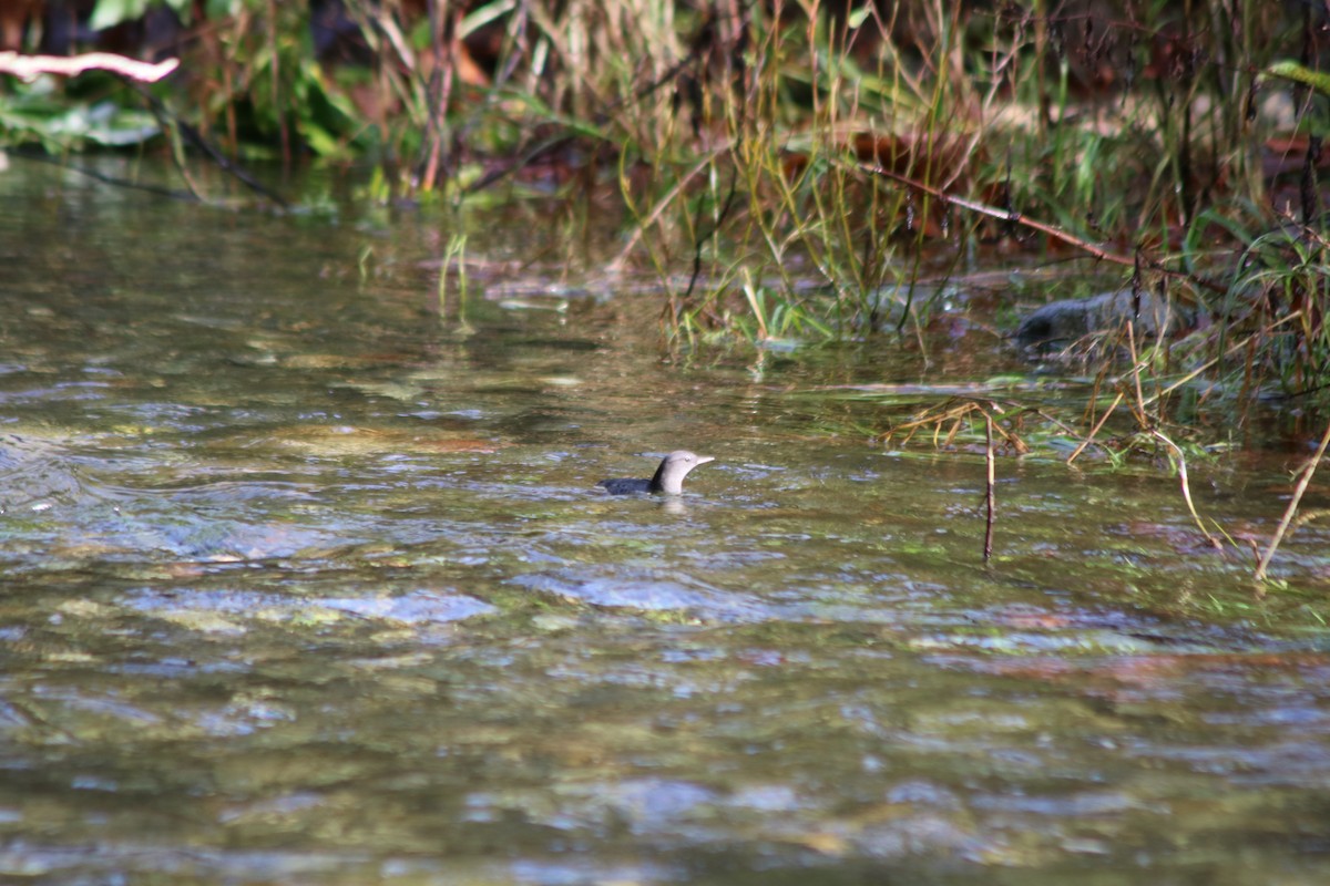 American Dipper - ML644955776