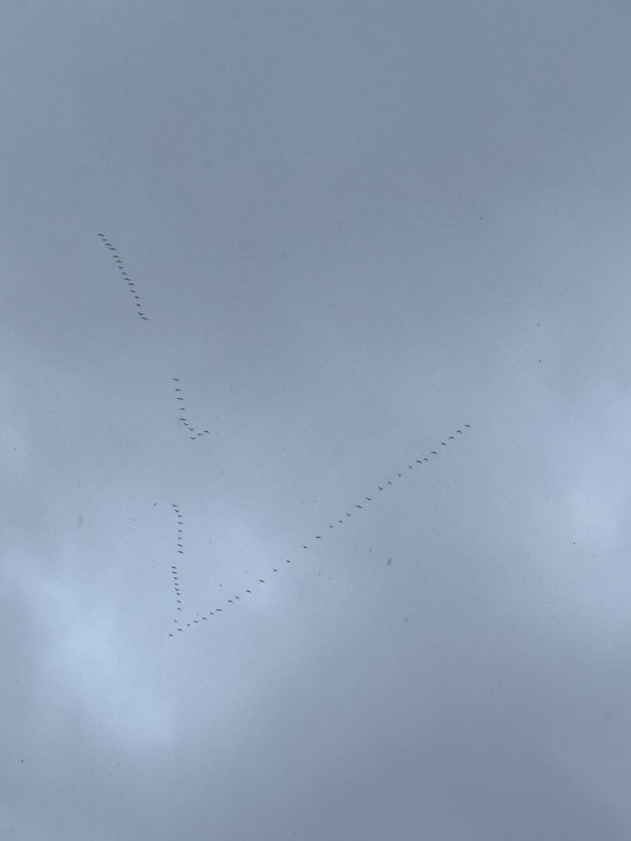 Canada Goose - ML644955777