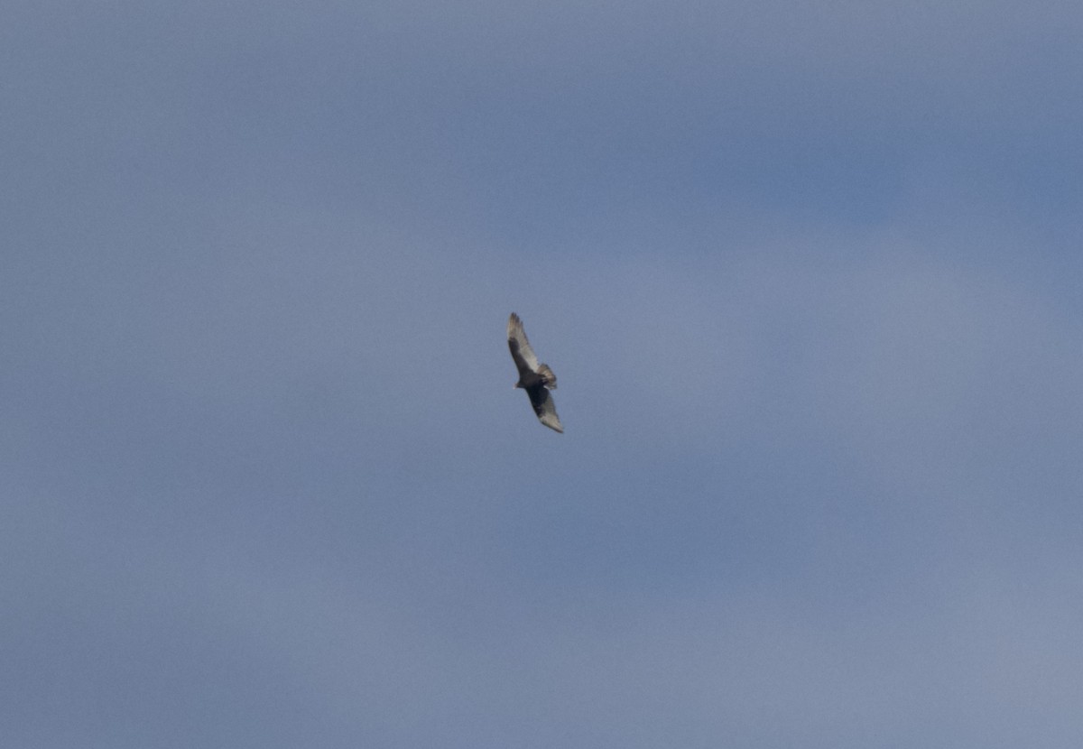 Turkey Vulture - ML644955779
