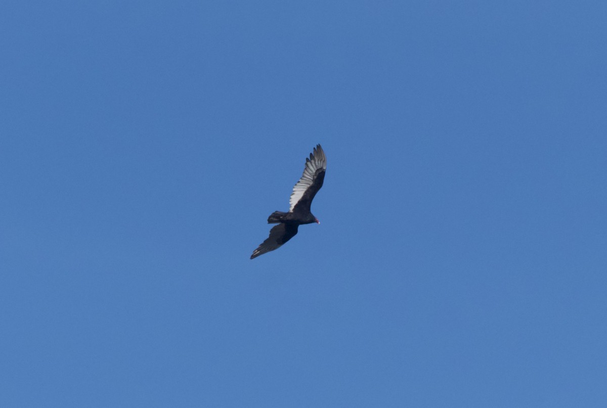 Turkey Vulture - ML644955780