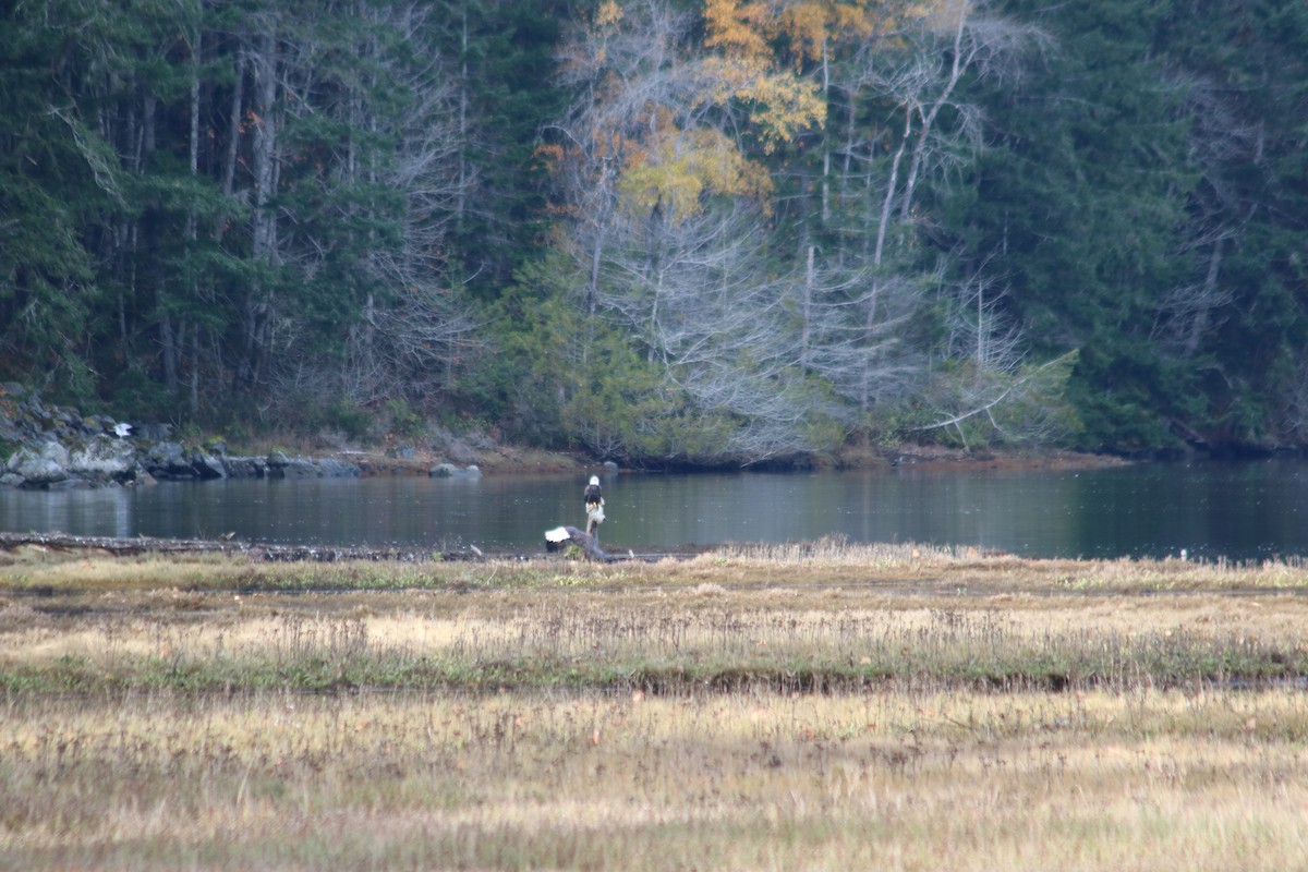 Bald Eagle - ML644955781
