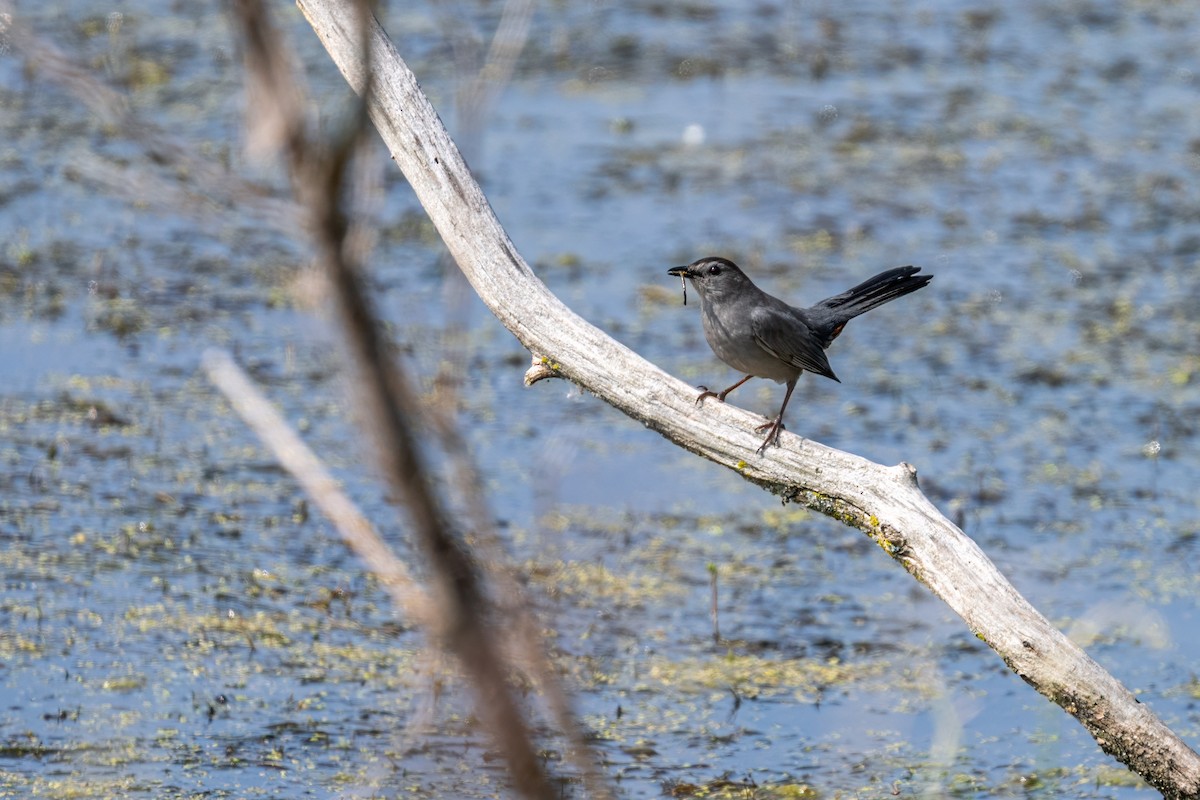 Gray Catbird - ML644955782