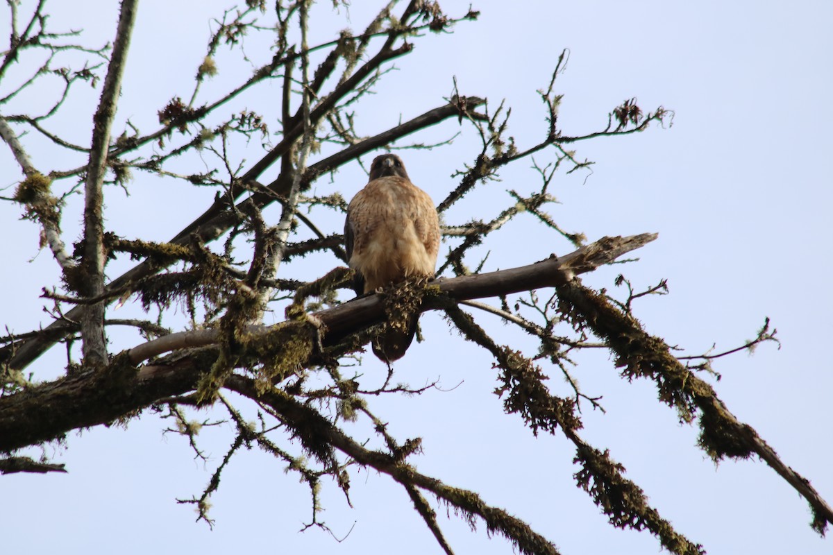 Red-tailed Hawk - ML644955787