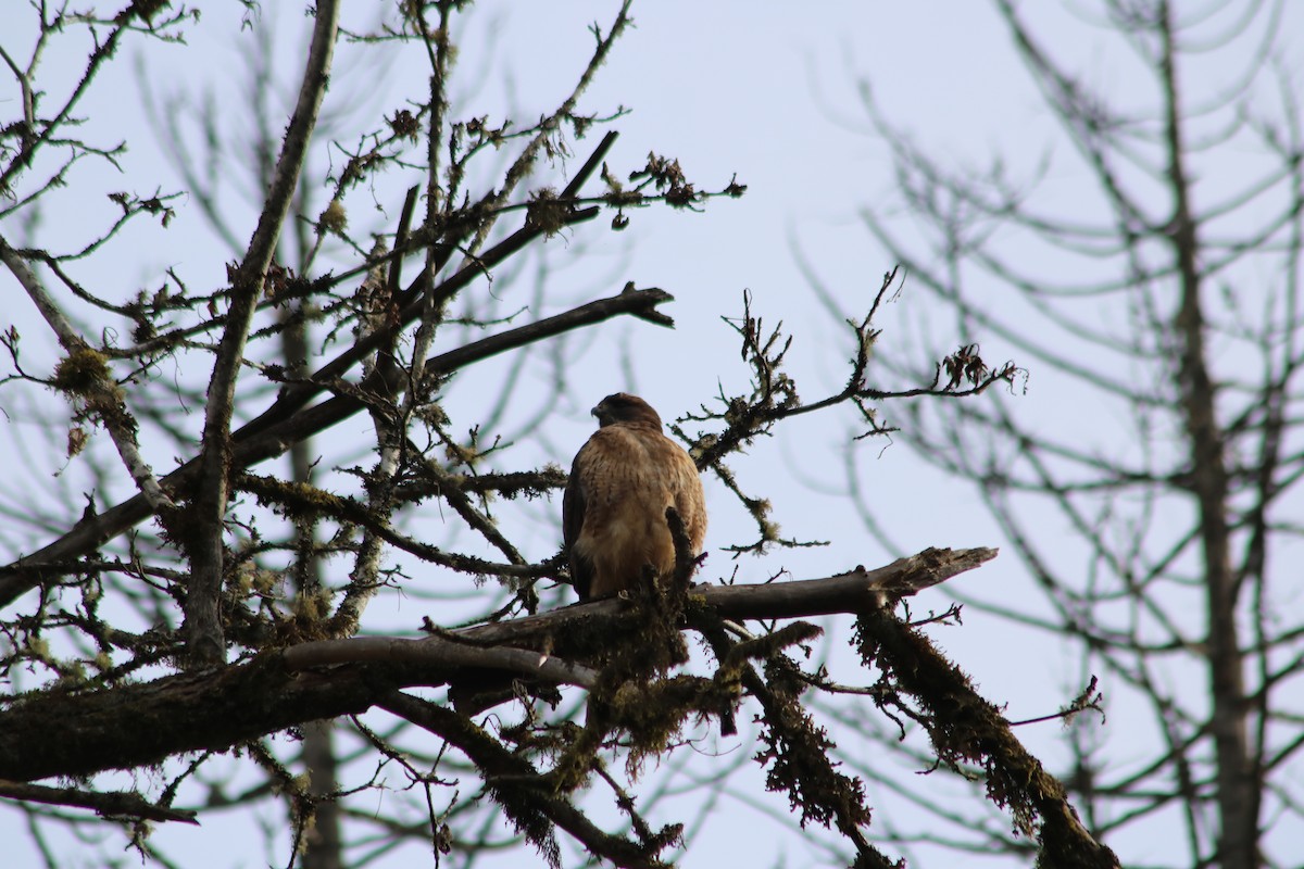 Red-tailed Hawk - ML644955788