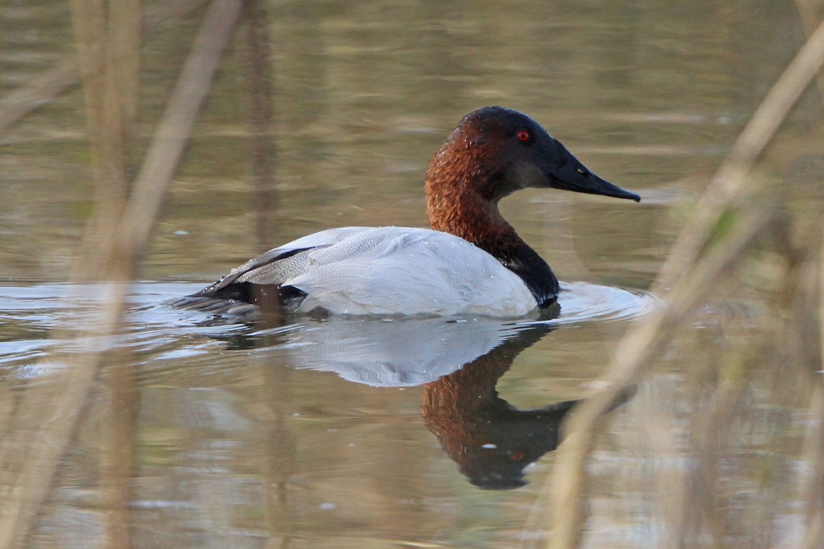 Murgilari bizkarzuria - ML644955791