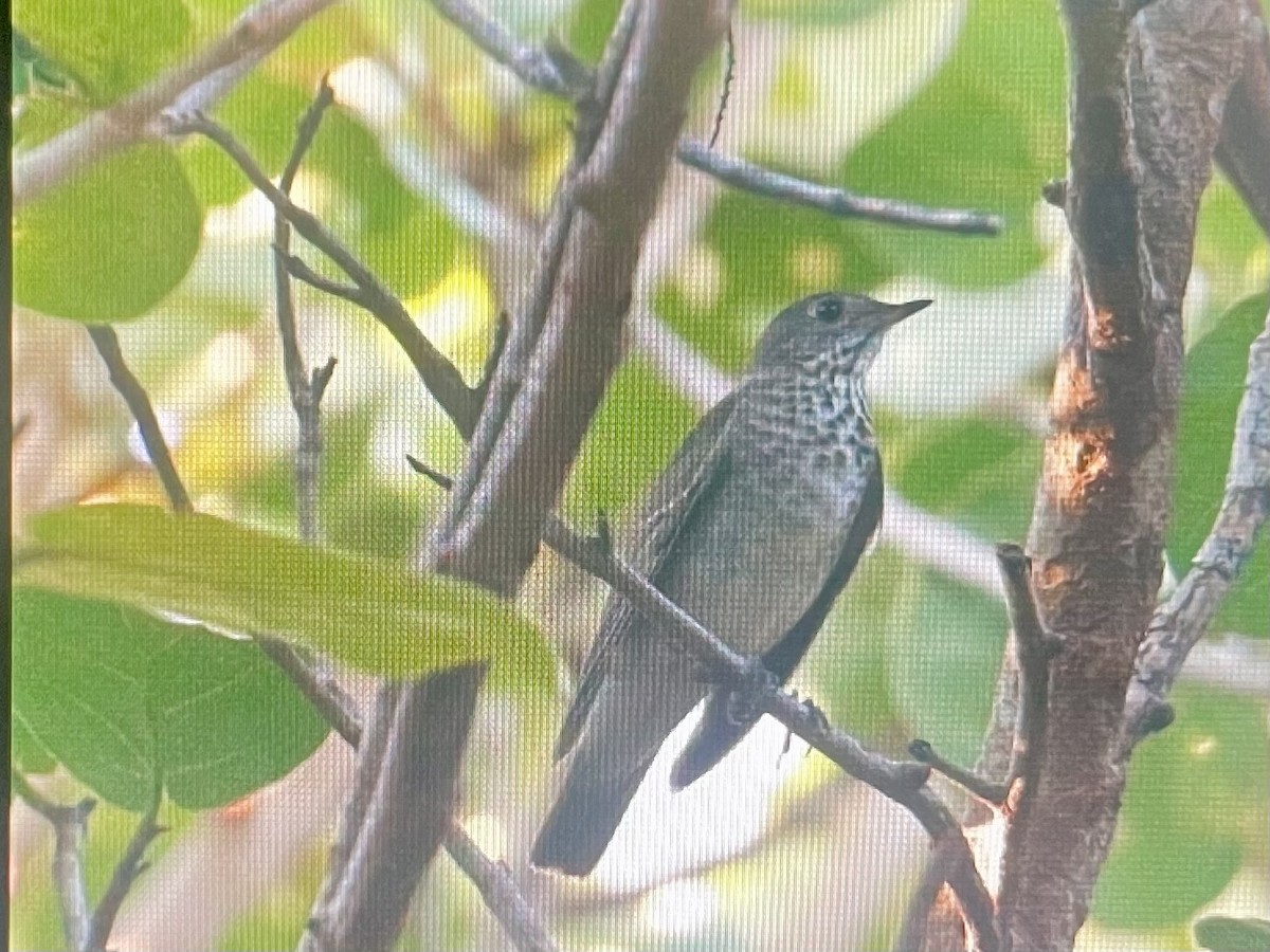 Малый дрозд - ML644955795