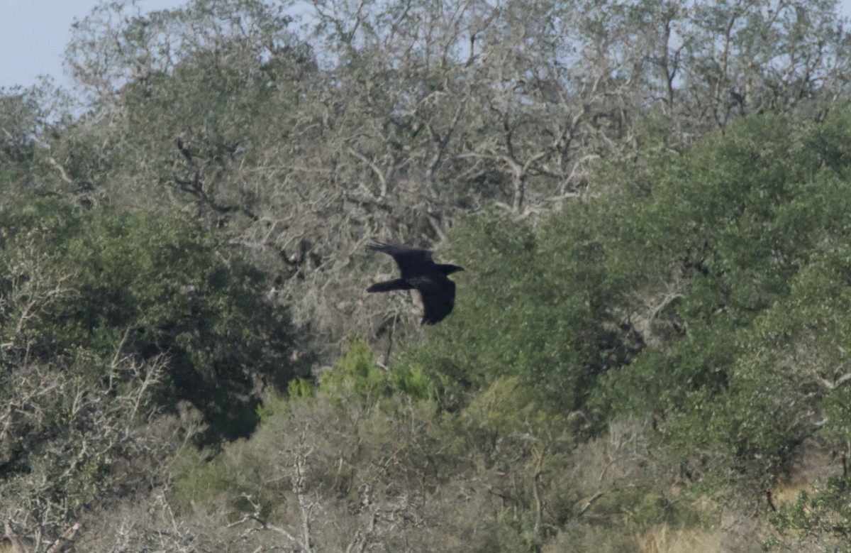 Common Raven - ML644955799