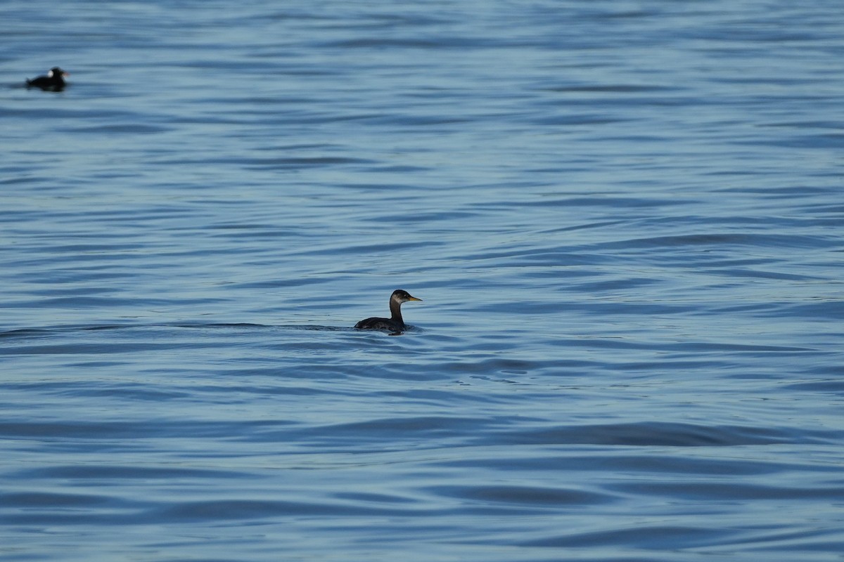 Red-necked Grebe - ML644955811