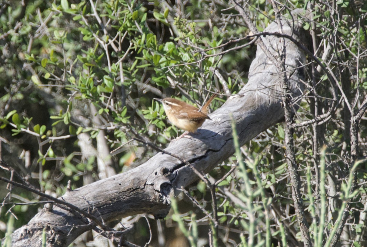 Carolina Wren - ML644955814