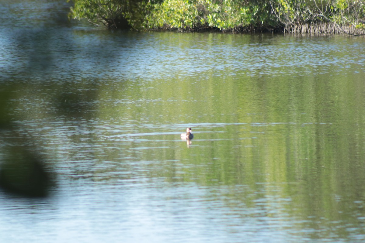 Пестроклювая поганка - ML644955821