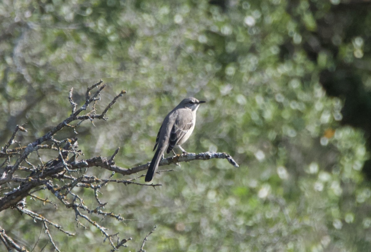 Northern Mockingbird - ML644955832