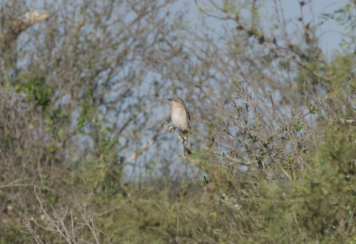 Northern Mockingbird - ML644955833