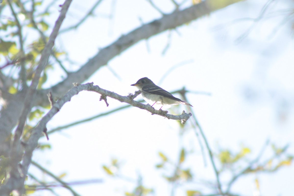 Восточный пиви - ML644955834