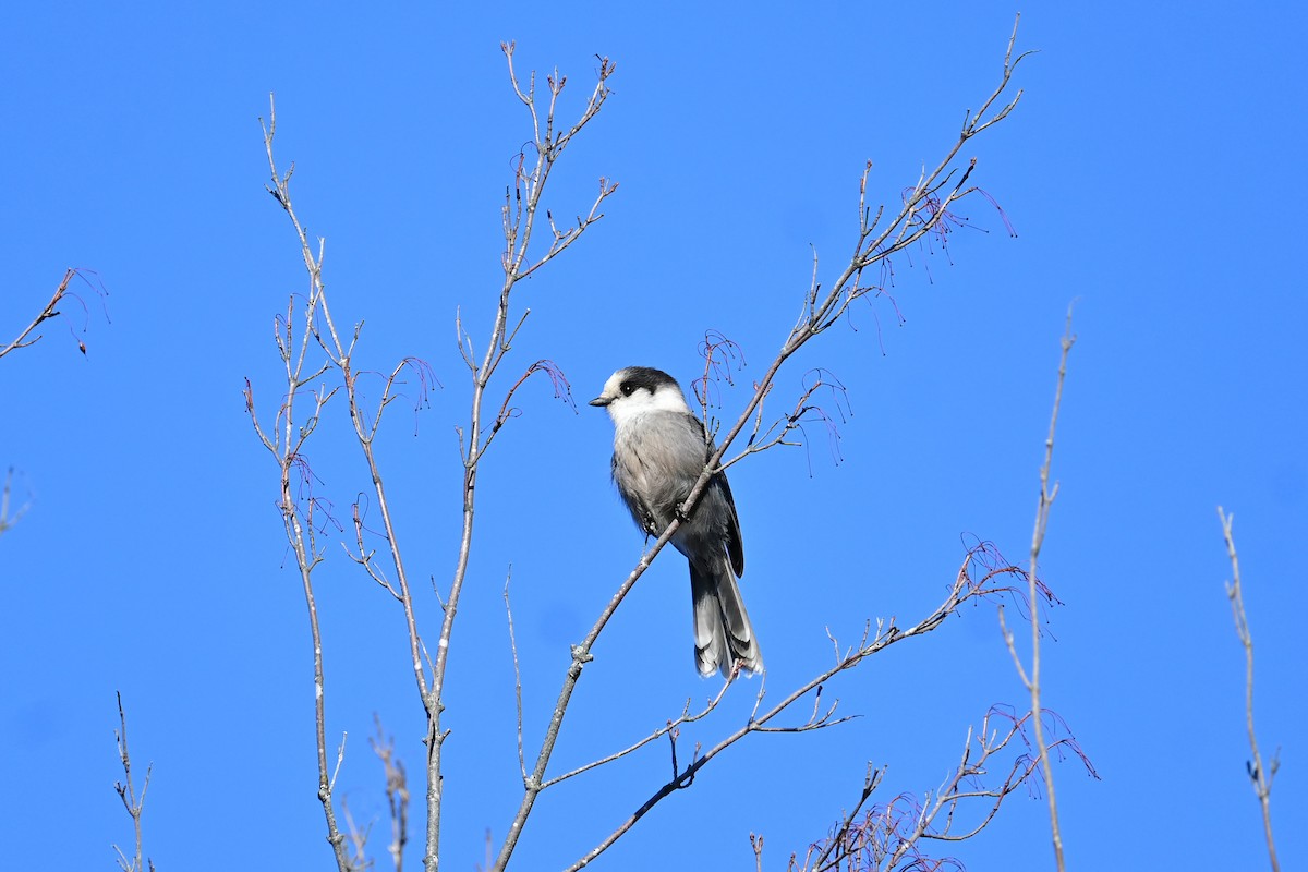 sojka šedá - ML644955836