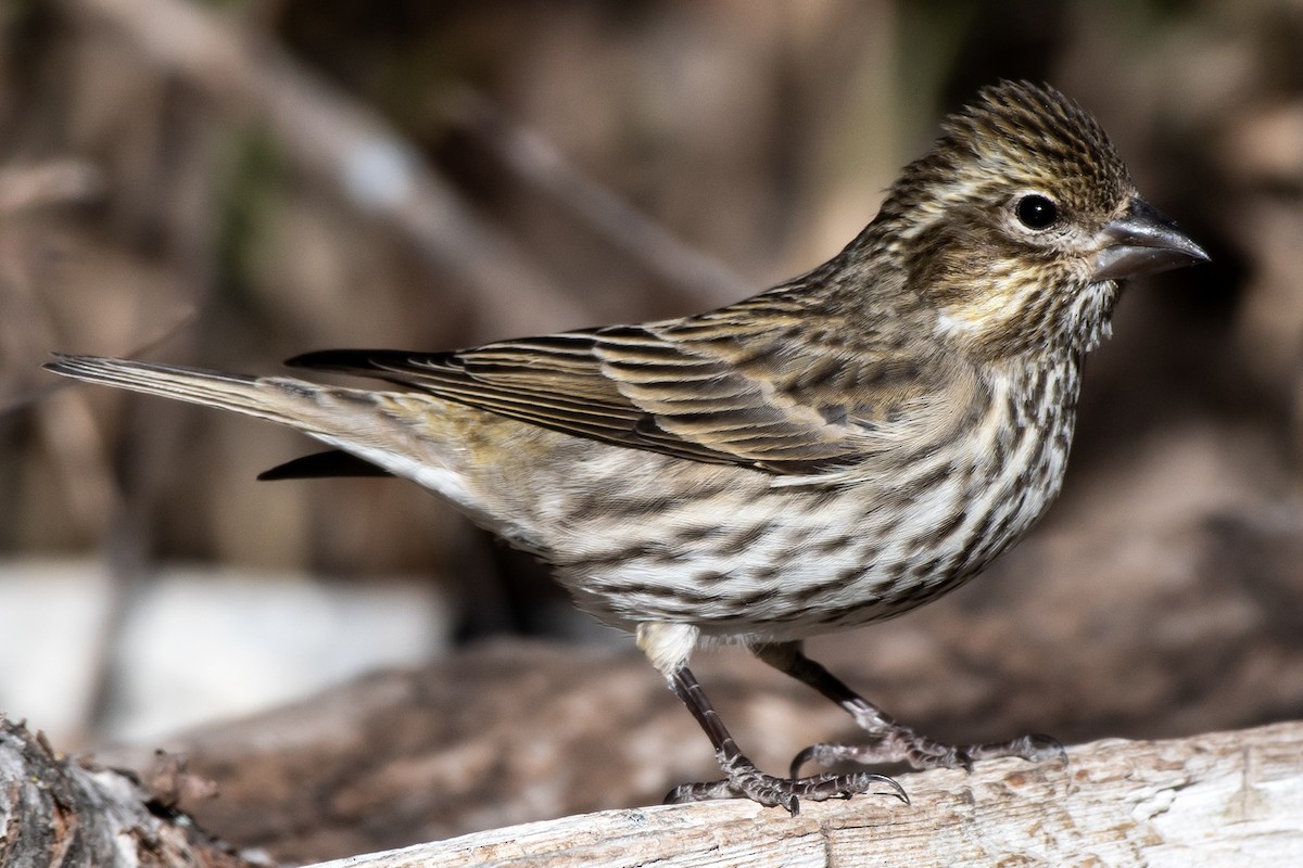 Cassin's Finch - ML644955839