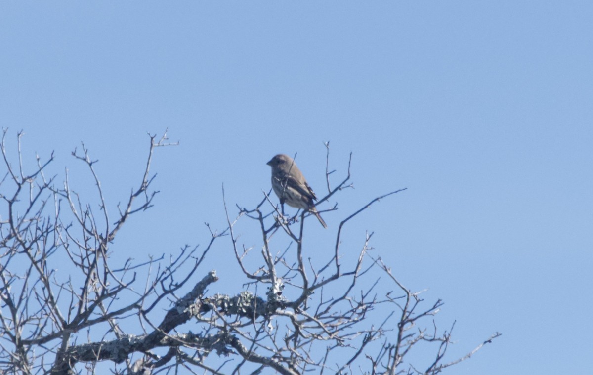 House Finch - ML644955843