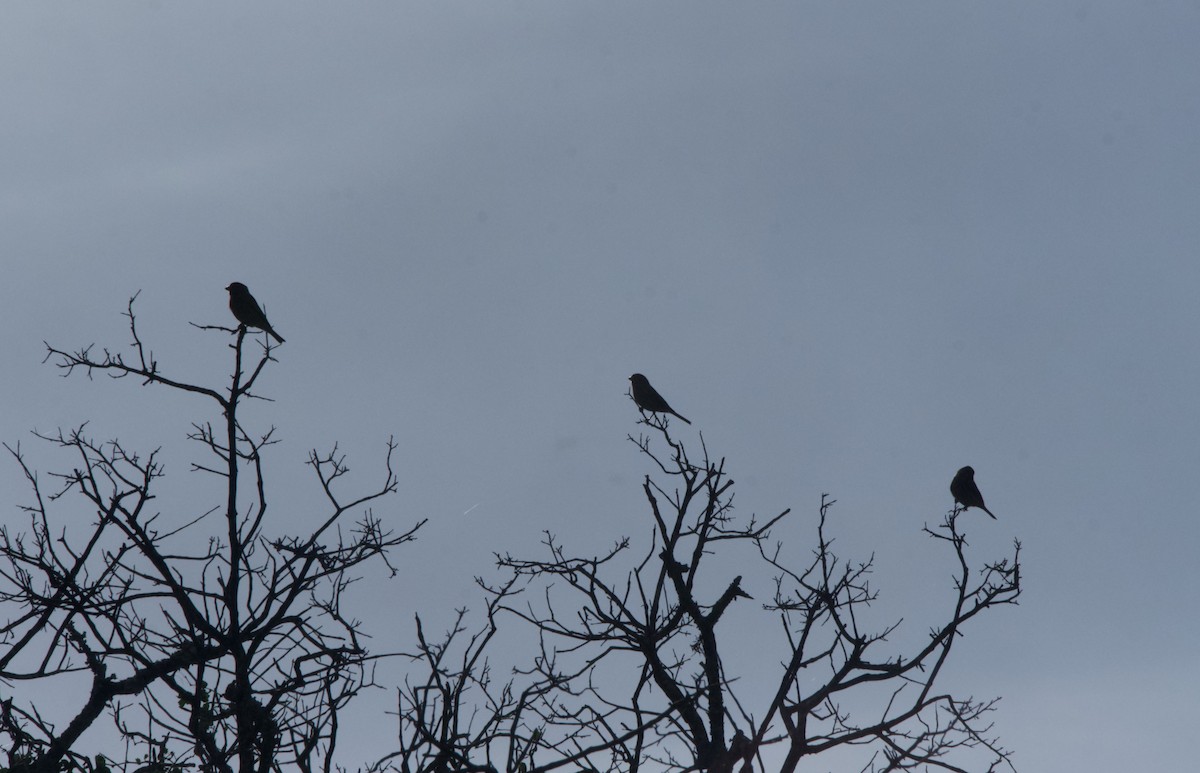 House Finch - ML644955844