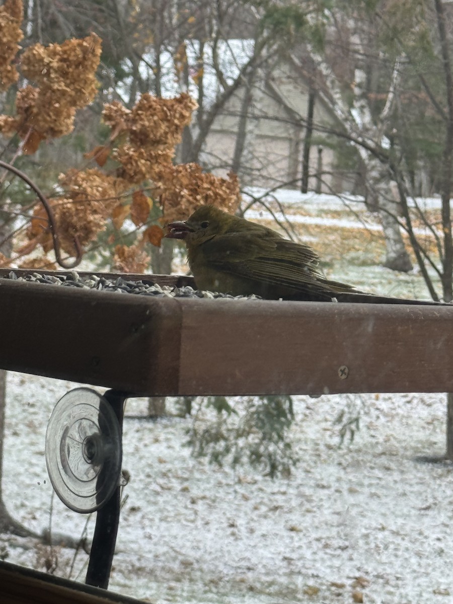 Summer Tanager - ML644955847