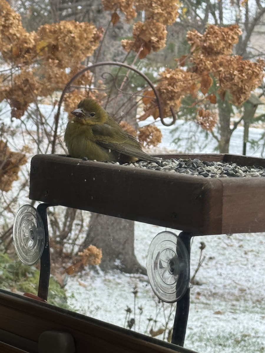 Summer Tanager - ML644955851