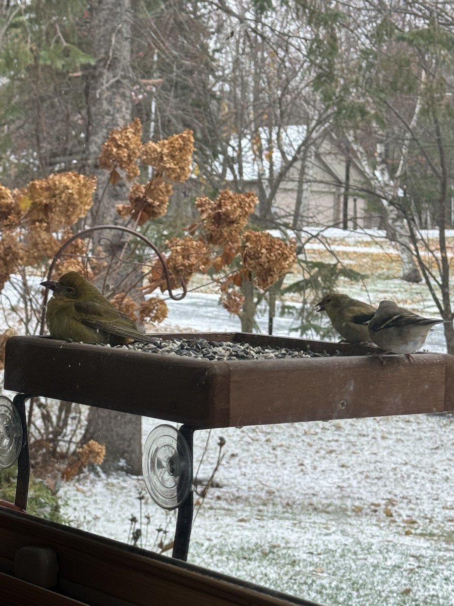 Summer Tanager - ML644955852