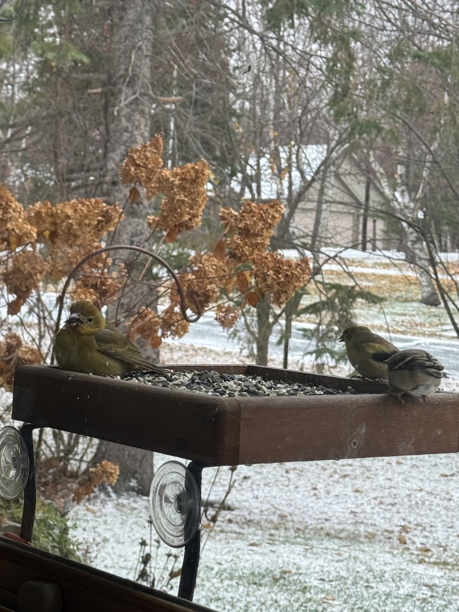 Summer Tanager - ML644955853