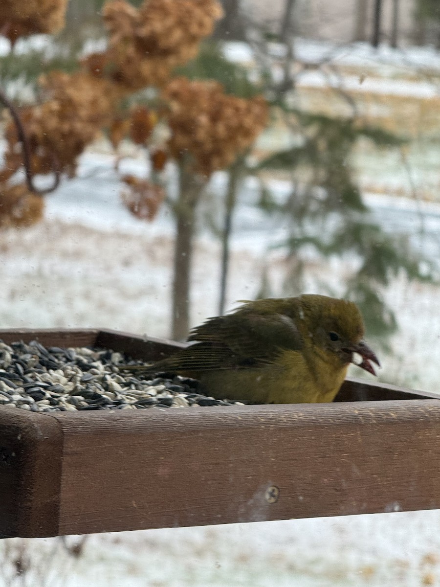 Summer Tanager - ML644955857