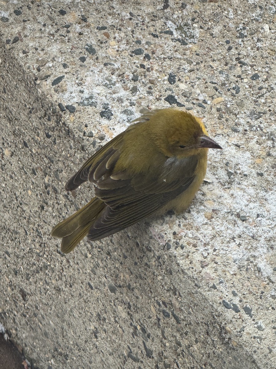 Summer Tanager - ML644955858