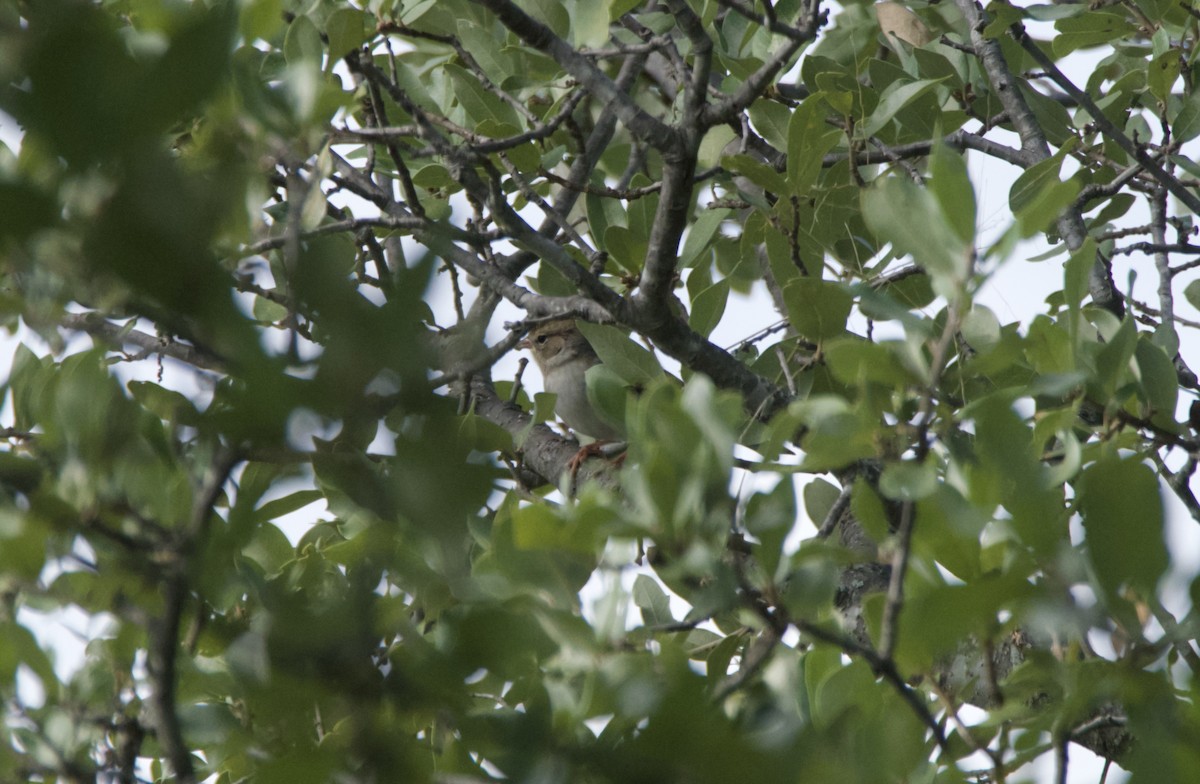 Chipping Sparrow - ML644955860
