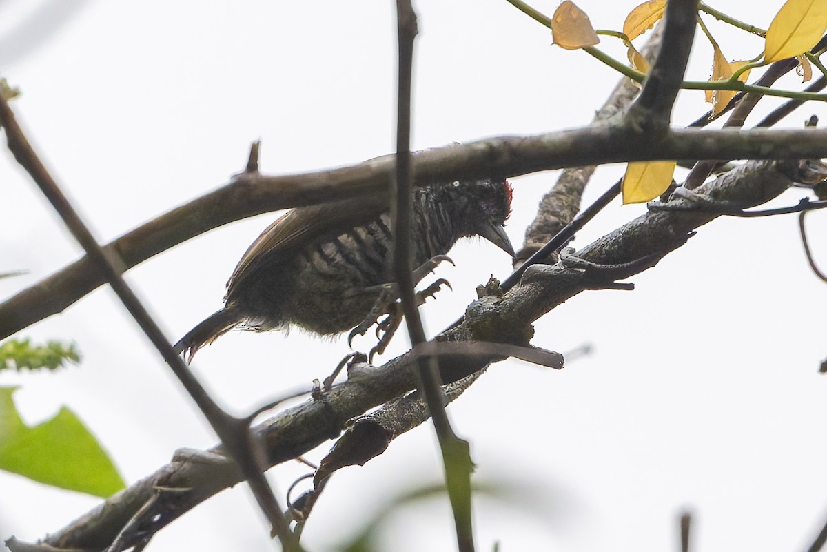 Carpinterito Variable - ML644955878