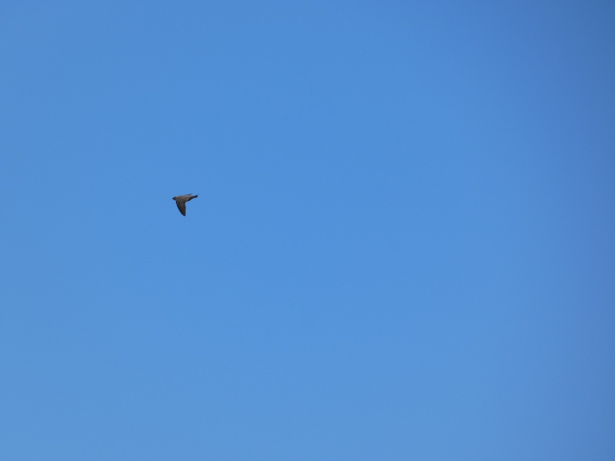 Eurasian Crag-Martin - ML644955886