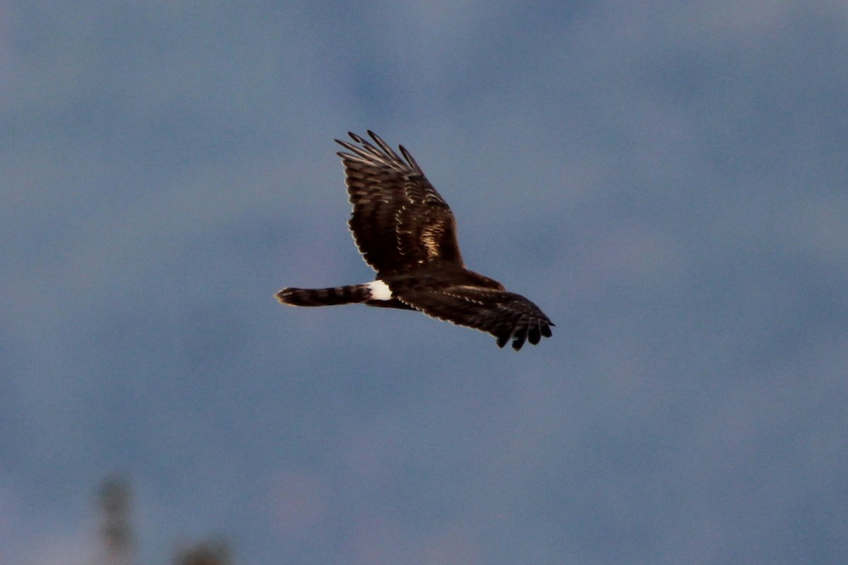 Northern Harrier - ML644955887