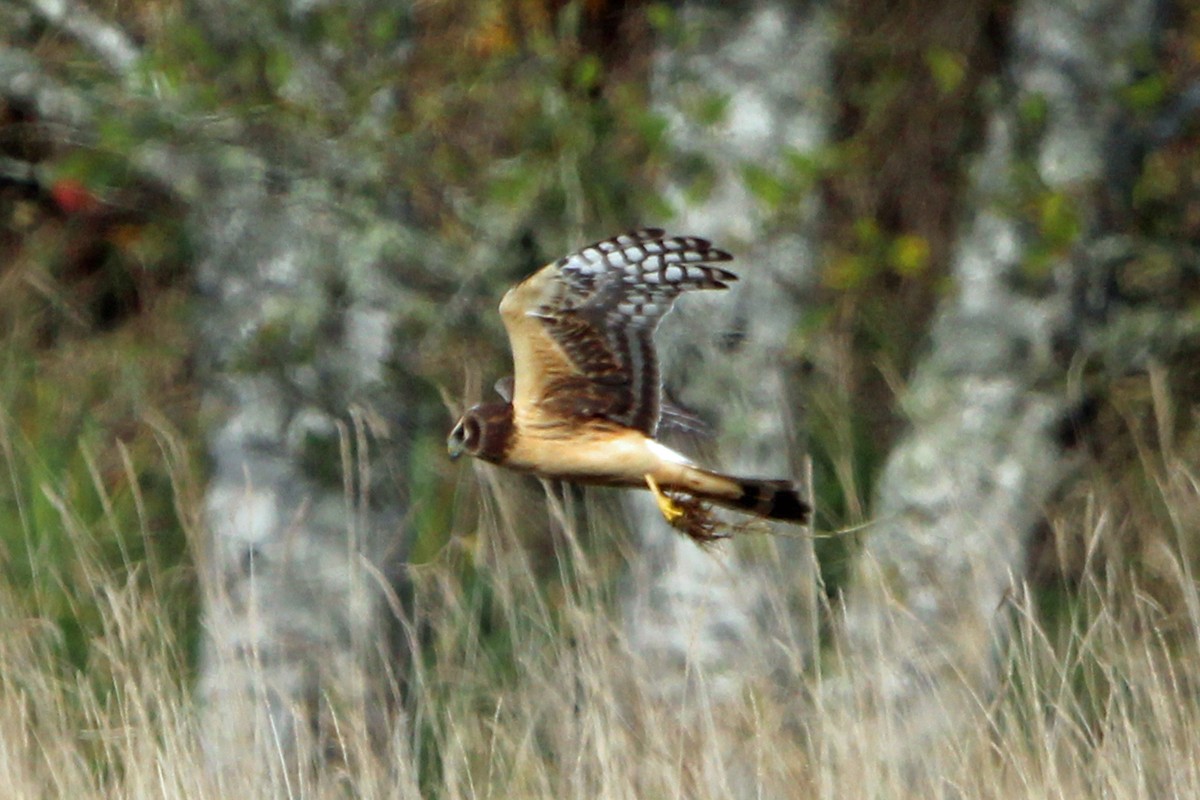 Northern Harrier - ML644955888