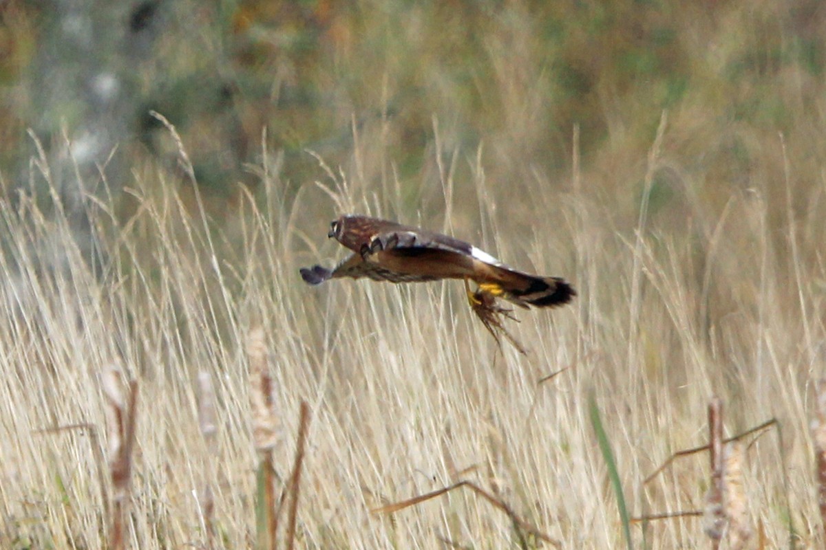 Northern Harrier - ML644955889
