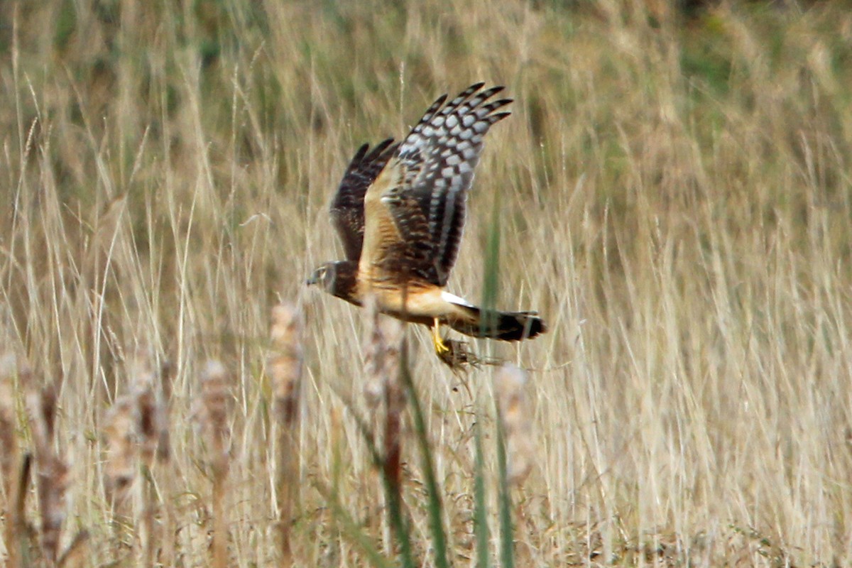 Northern Harrier - ML644955890