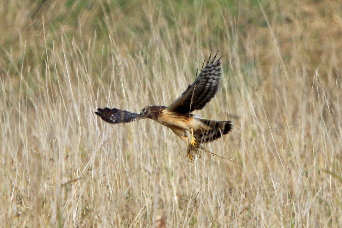Northern Harrier - ML644955892