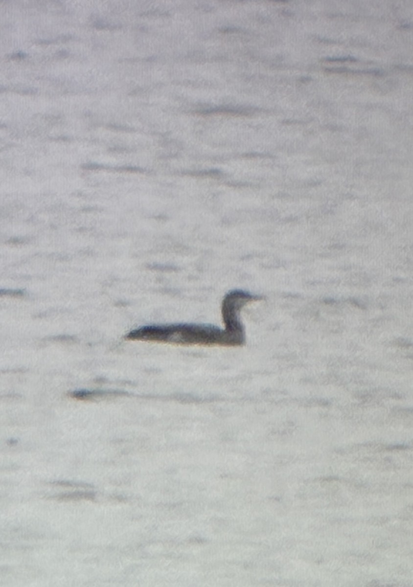 Red-throated Loon - ML644955894