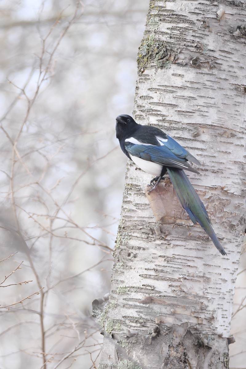 straka americká - ML644955901