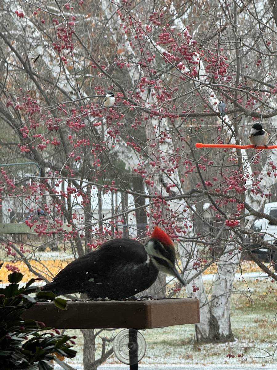 Pileated Woodpecker - ML644955918