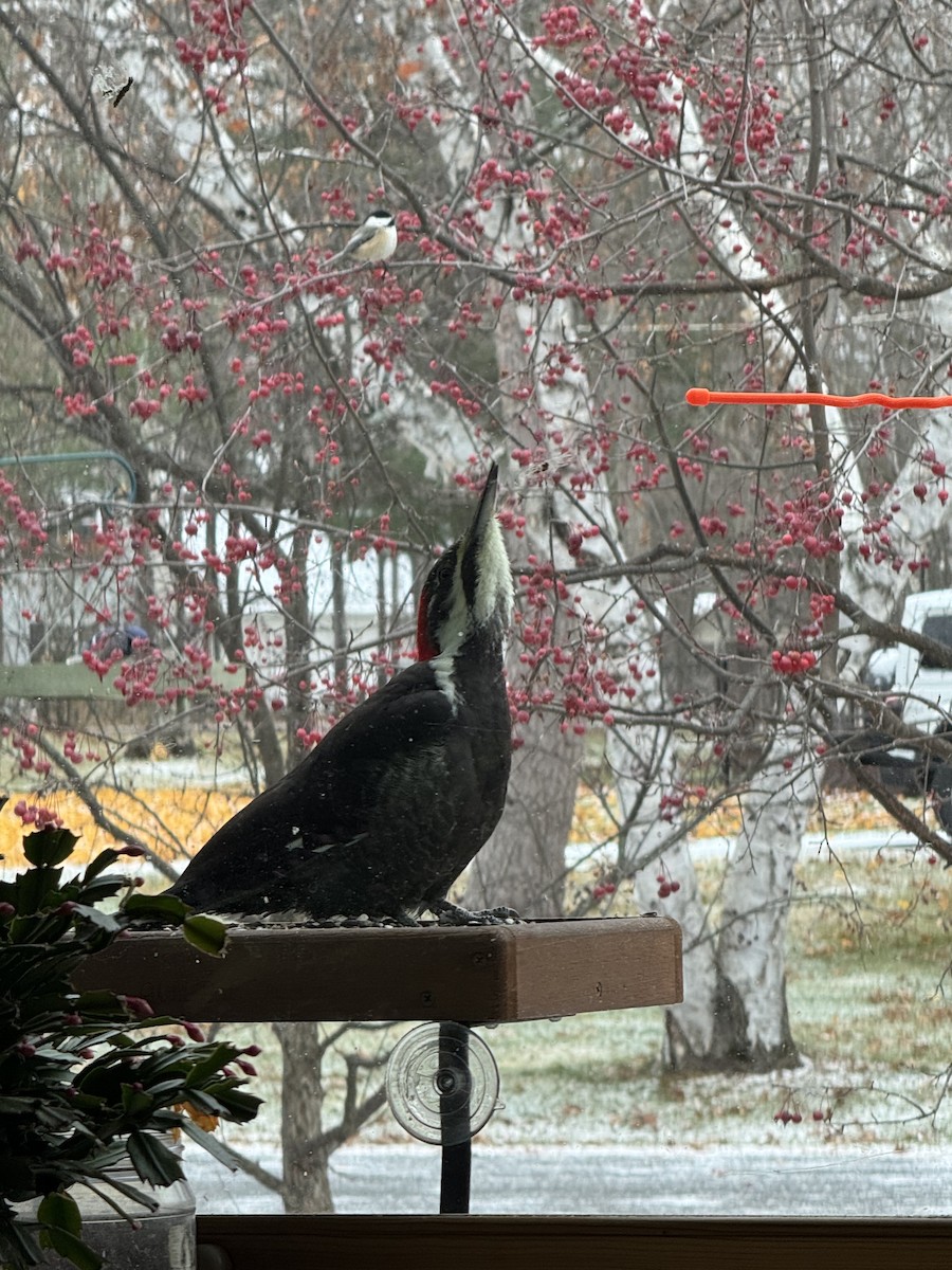 Pileated Woodpecker - ML644955919
