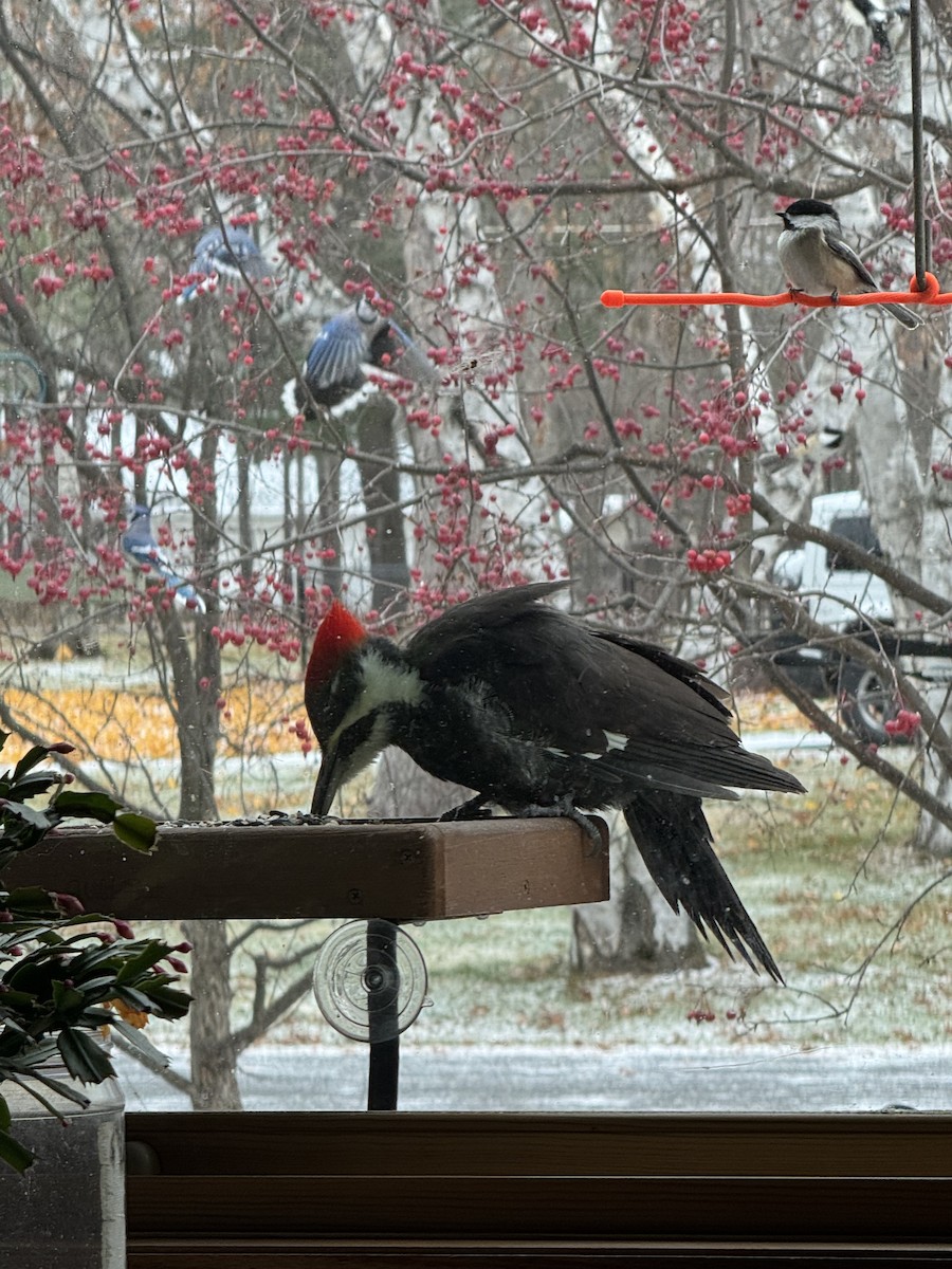 Pileated Woodpecker - ML644955920