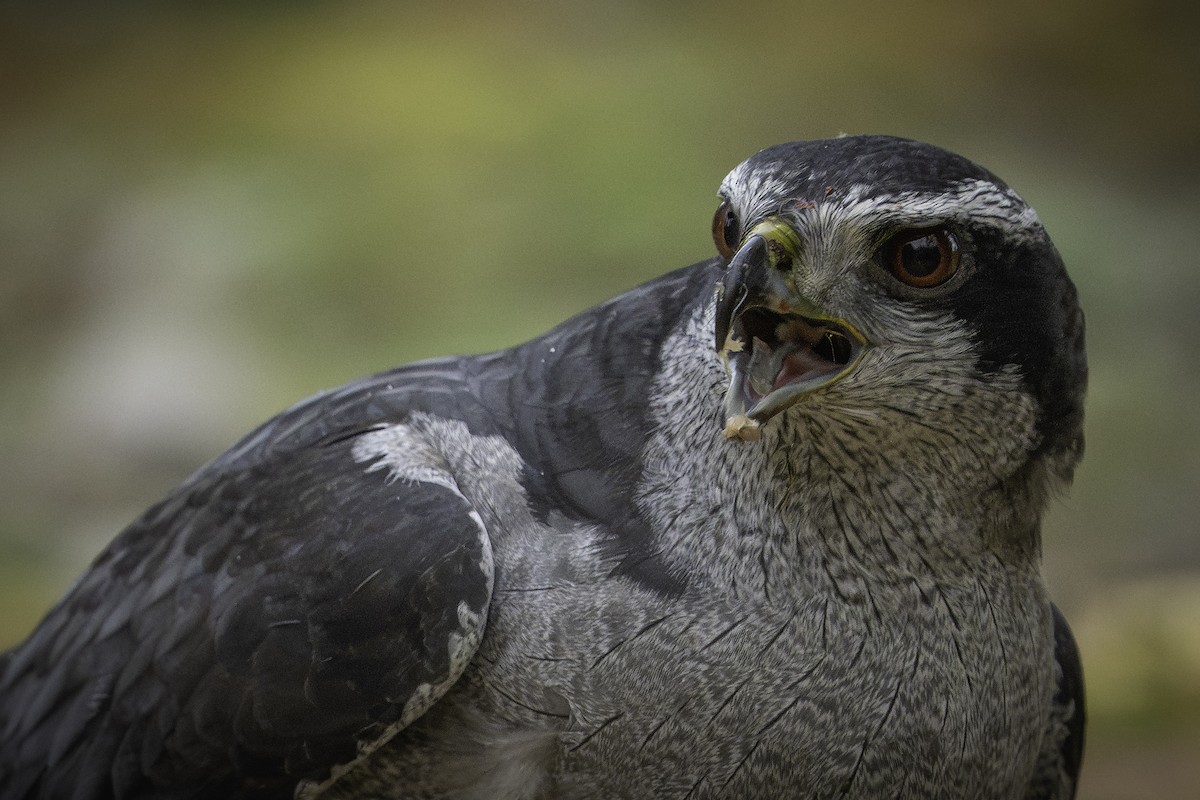 American Goshawk - ML644955941