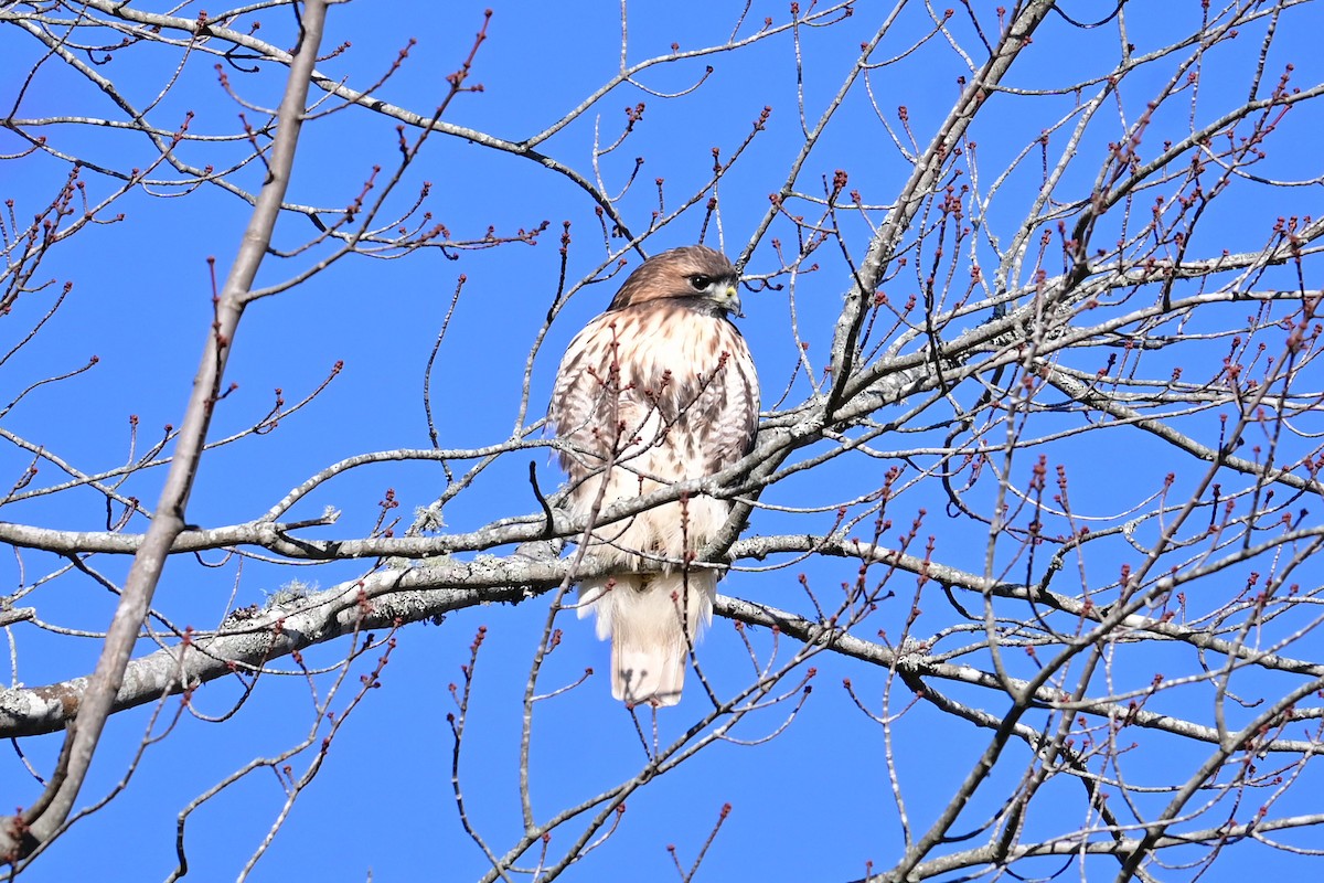 káně rudochvostá (ssp. abieticola) - ML644955944