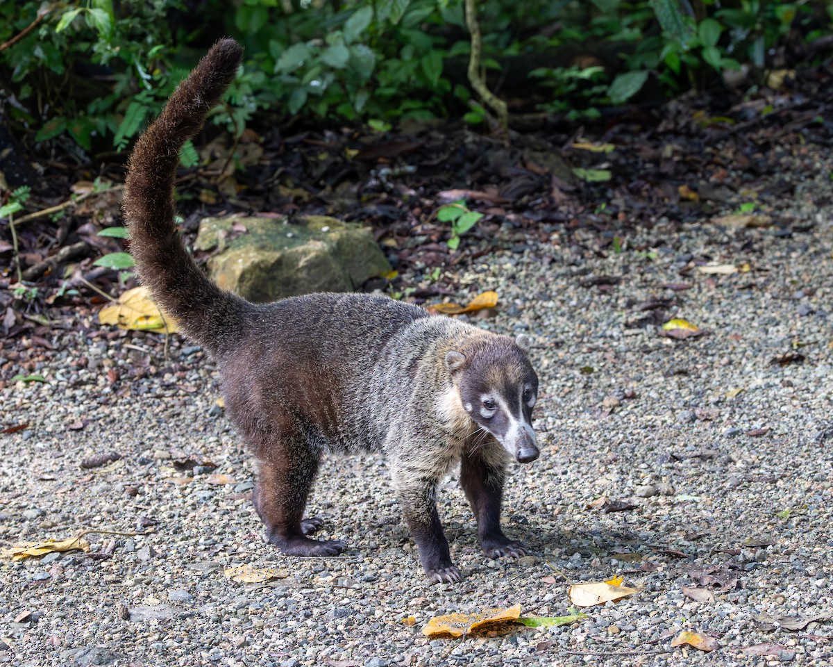 Animals - ML644955946