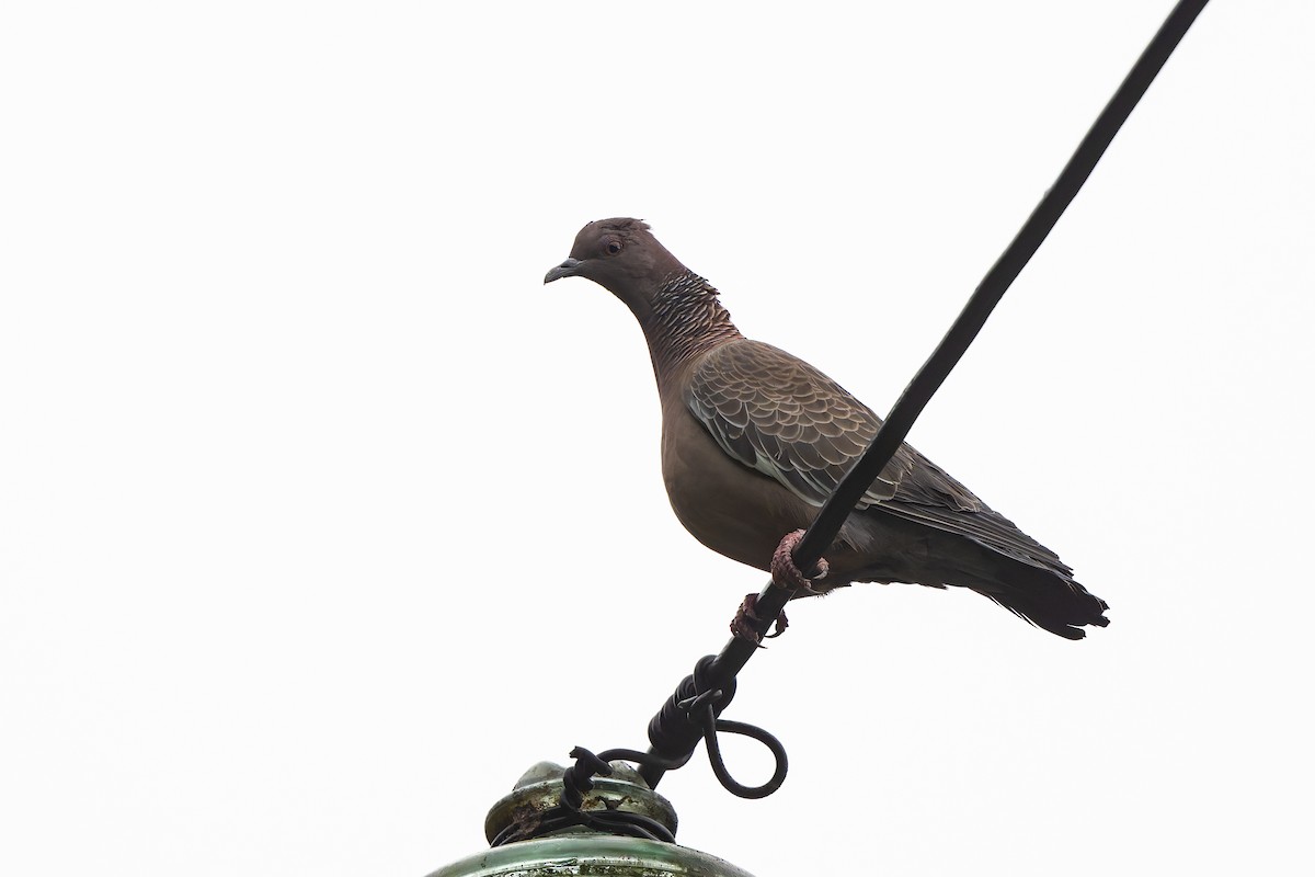 アカメバト - ML644955948