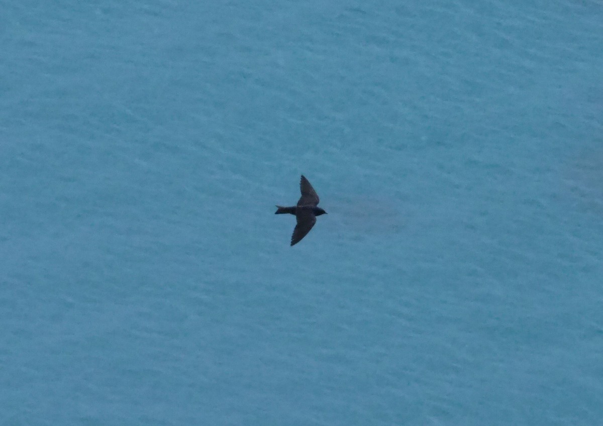 Purple Martin - ML644955954