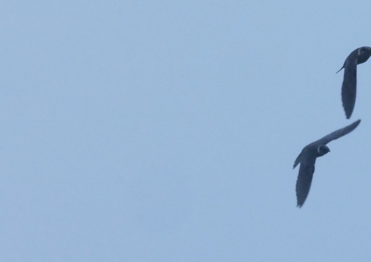 Purple Martin - ML644955955