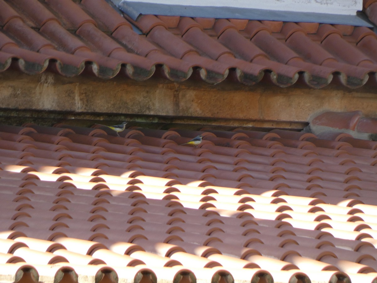 Gray Wagtail - ML644955956