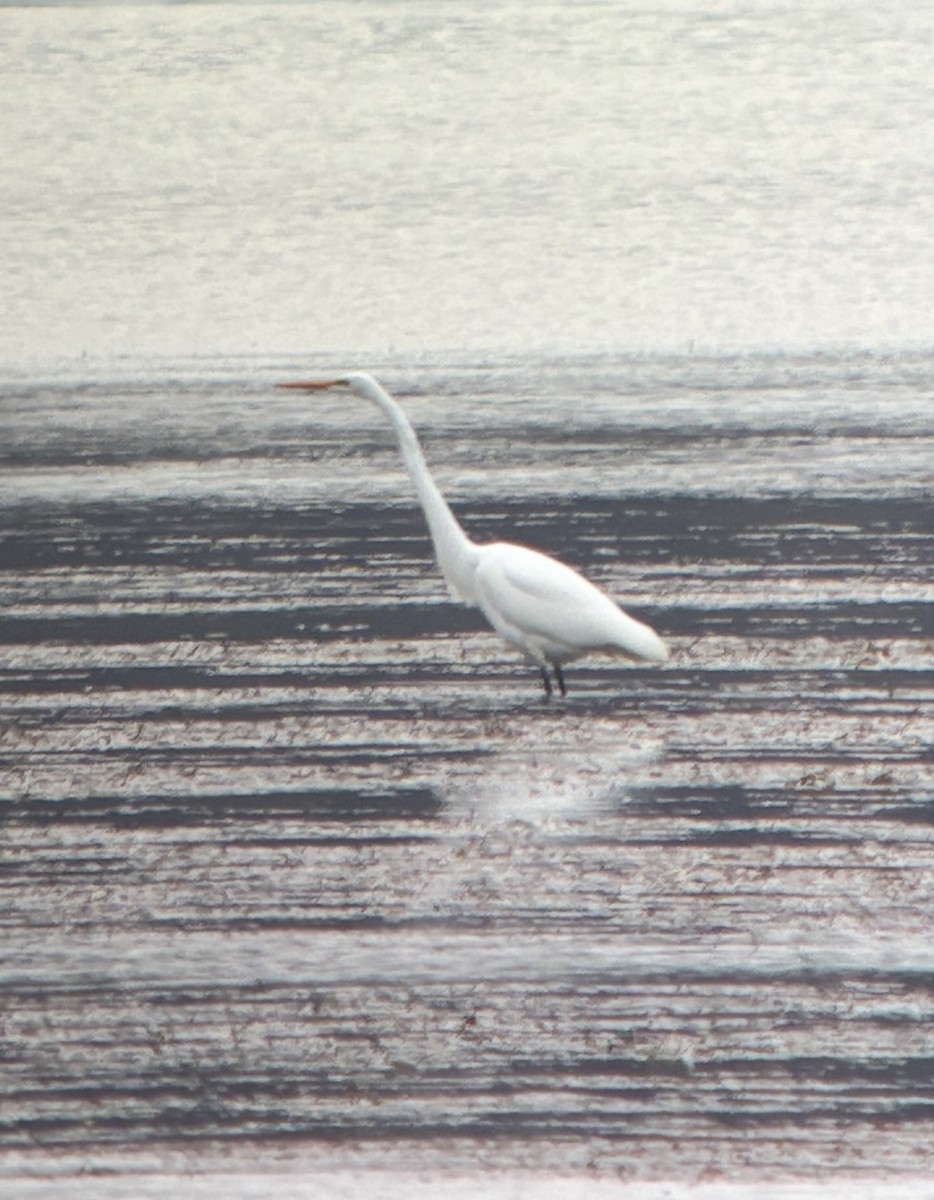 Great Egret - ML644955957