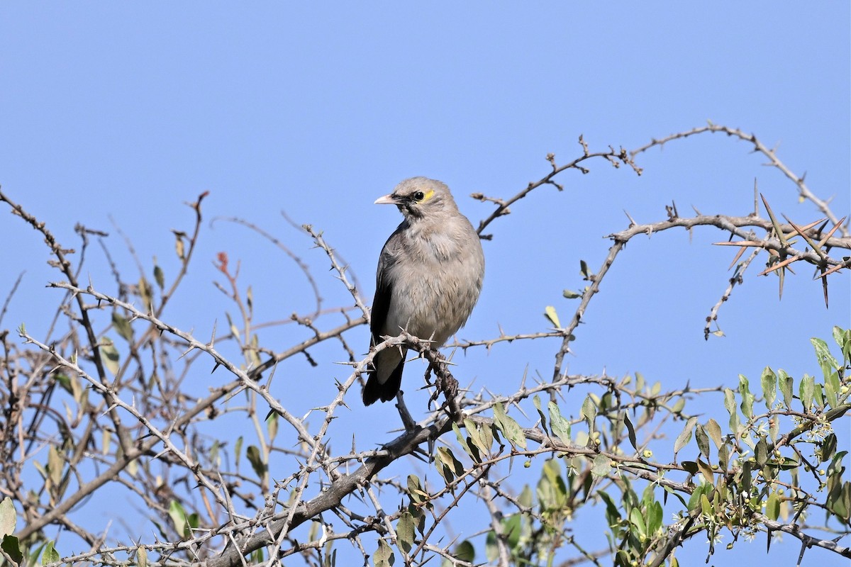 Wattled Starling - ML644955959